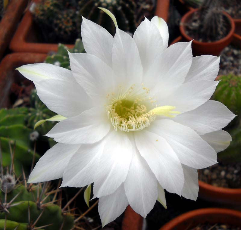 Echinopsis subdenudata 