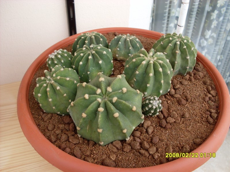 Echinopsis subdenudata 6899