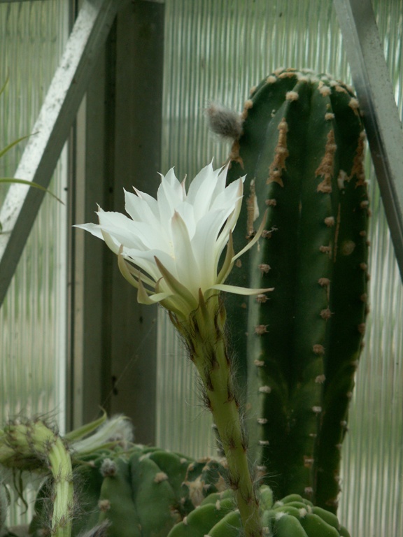 Echinopsis subdenudata 