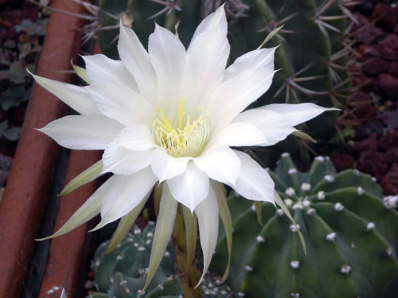 Echinopsis subdenudata 