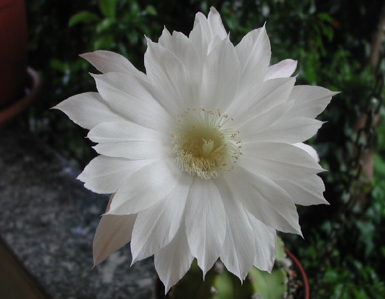 Echinopsis subdenudata 