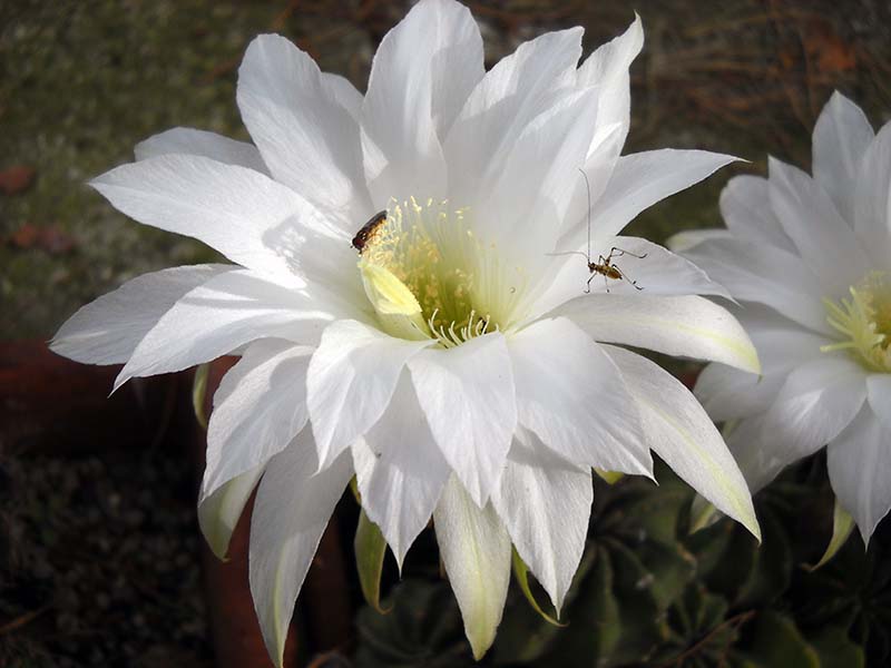 Echinopsis subdenudata 