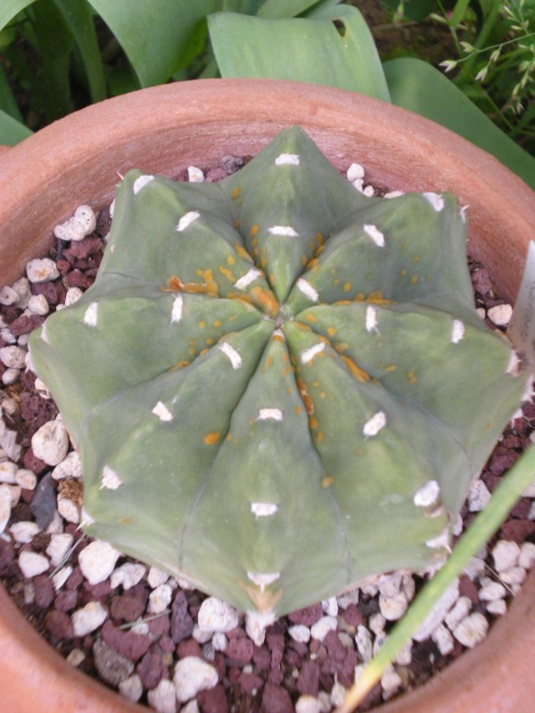 Echinopsis subdenudata 