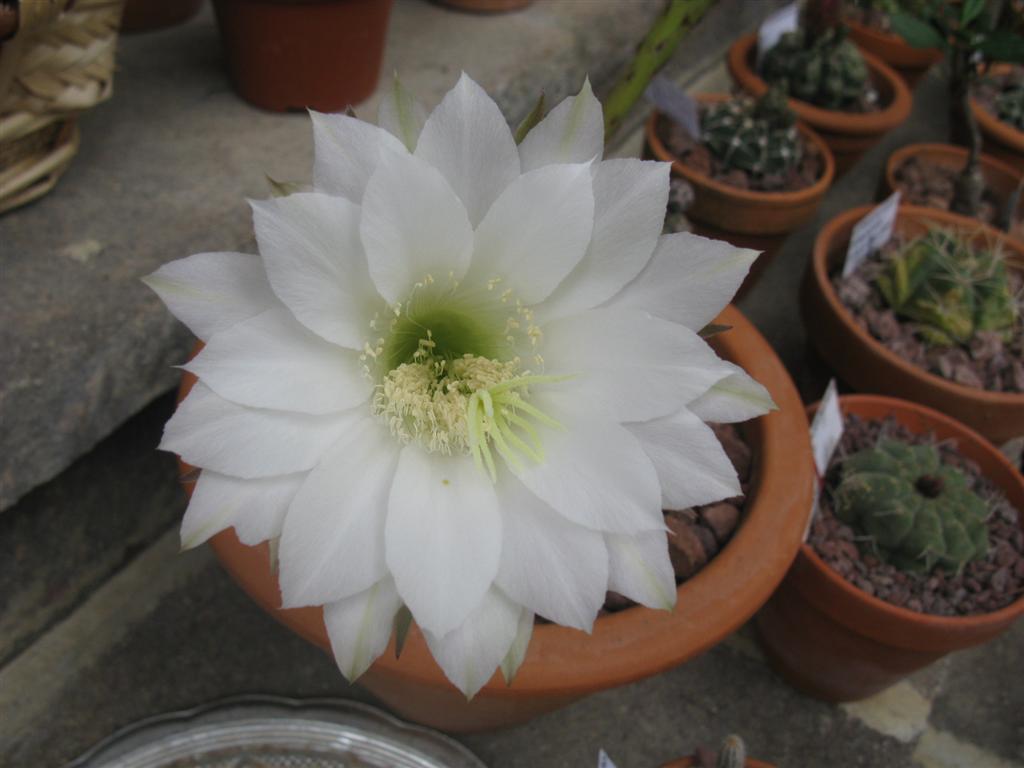 Echinopsis subdenudata 