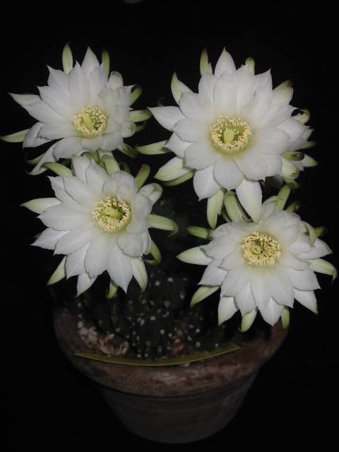 Echinopsis subdenudata 