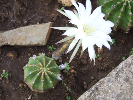 Echinopsis subdenudato aiuola