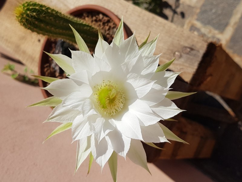 Echinopsis subdenudata 