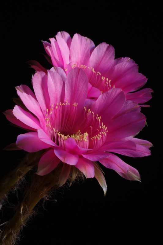 Echinopsis cv. syncopation 