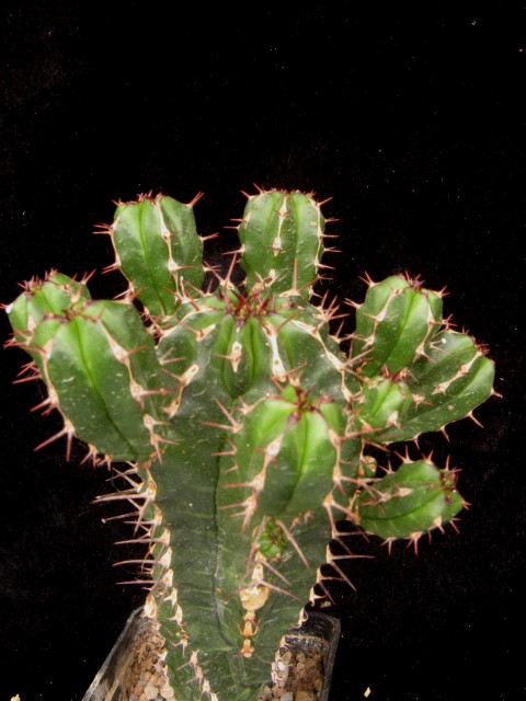 Euphorbia echinus 