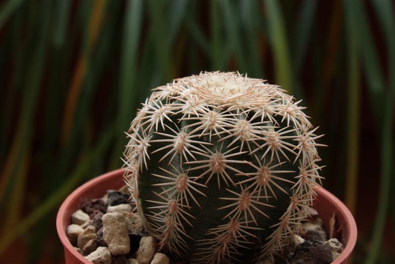 Echinocereus  ctenoides 