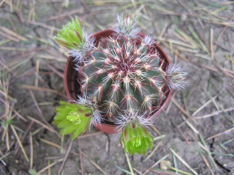 Echinocereus viridiflorus 