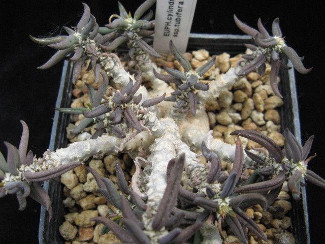 Euphorbia cylindrifolia ssp. tuberifera 