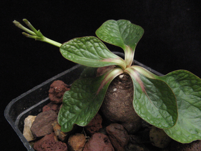 Euphorbia ecklonii 