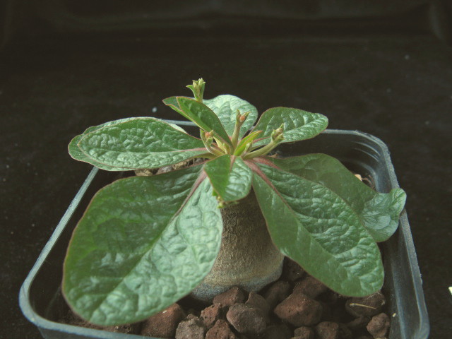 Euphorbia ecklonii 