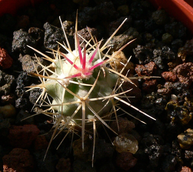 Echinocactus polycephalus 