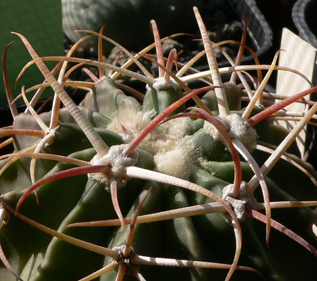 Echinocactus texensis 