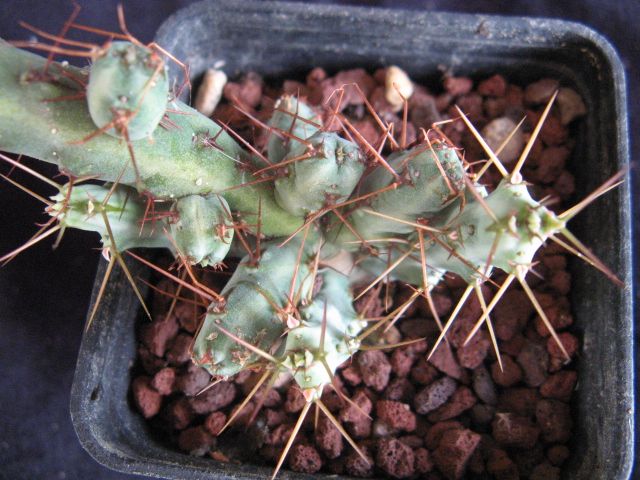 Euphorbia cuprispina 