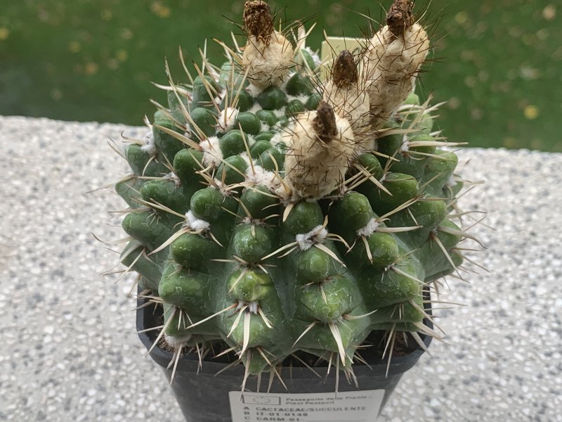 Notocactus submammulosus 