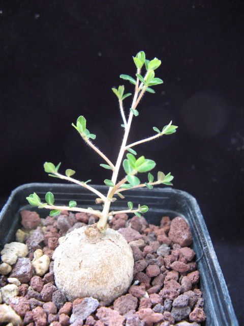 Euphorbia dimorphocaulon 
