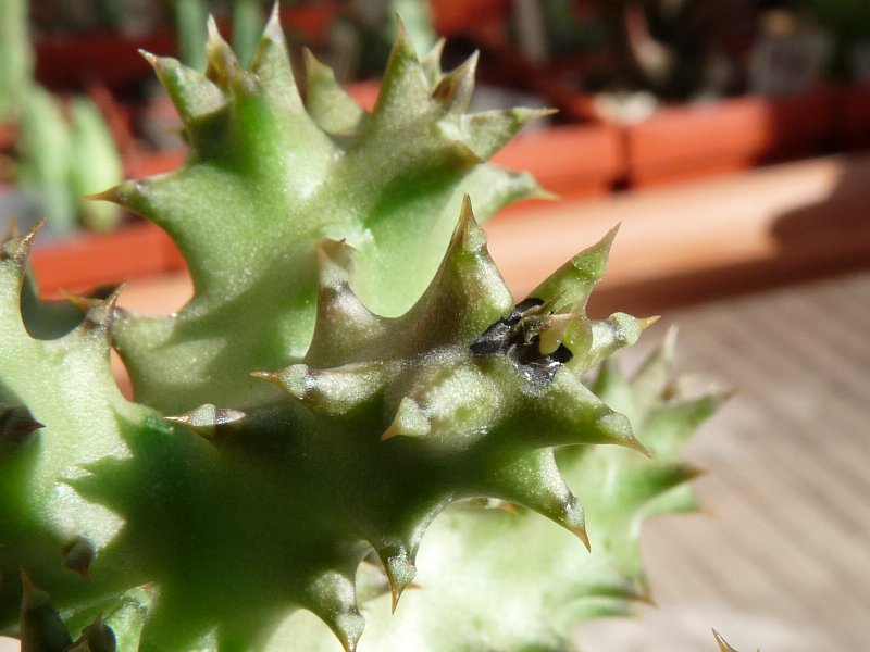 Edithcolea grandis n. 1 