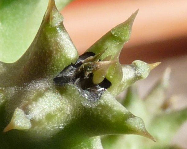 Edithcolea grandis n. 1 