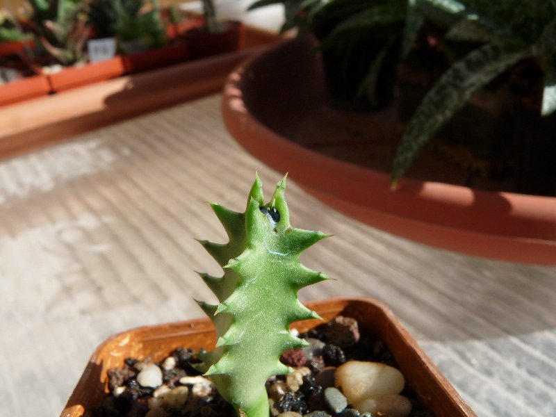 Edithcolea grandis n. 3 
