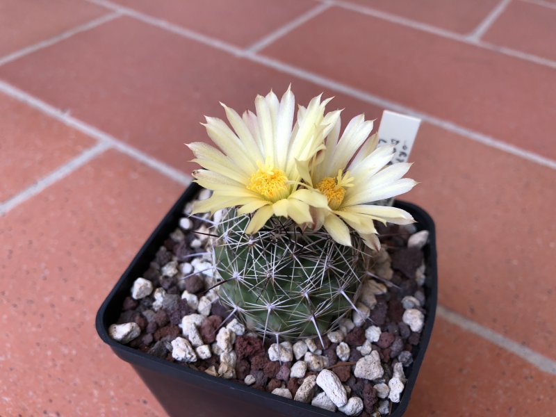 Coryphantha delaetiana L1230