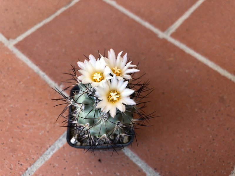 Gymnocactus gielsdorfianus 