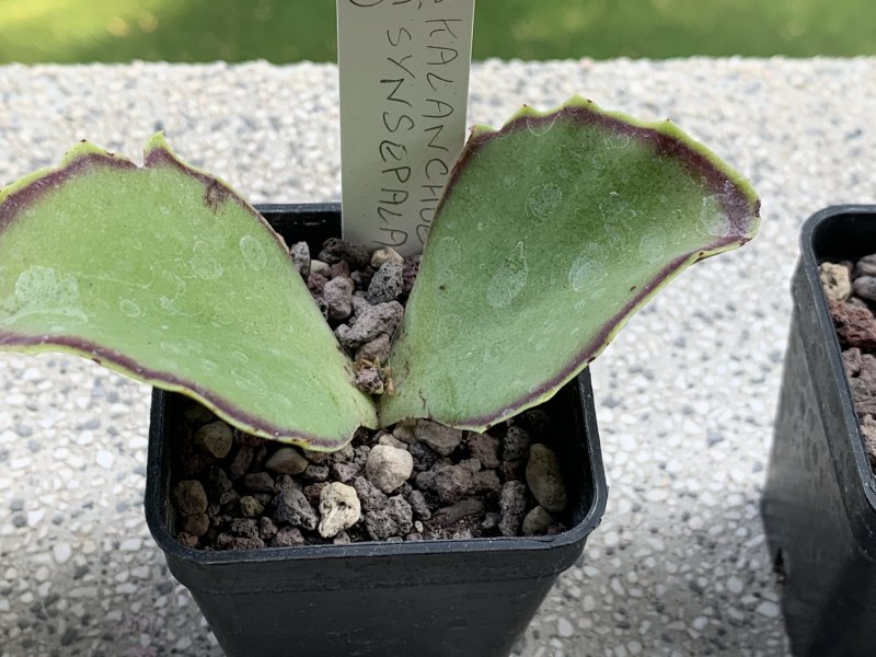 Kalanchoe synsepala 