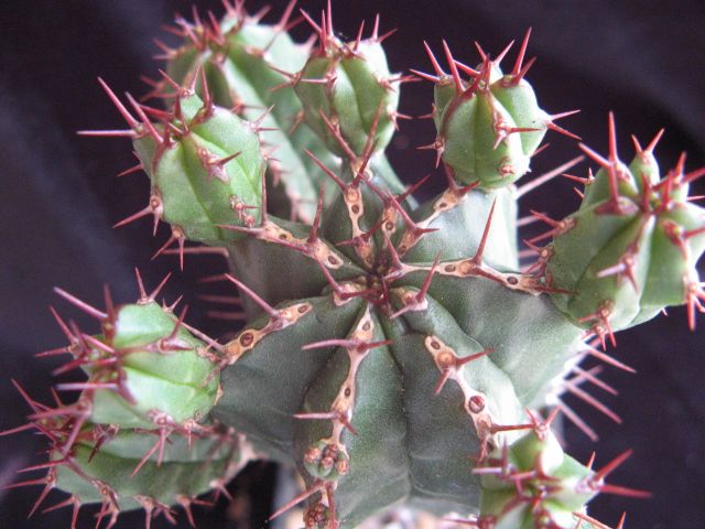 Euphorbia echinus 