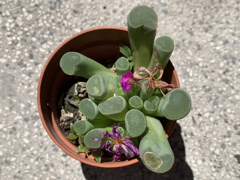 Frithia pulchra 