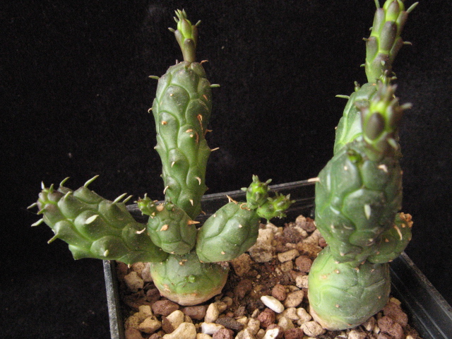 Euphorbia globosa 