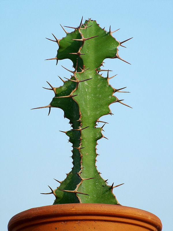 Euphorbia grandicornis 