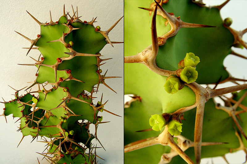 Euphorbia grandicornis 