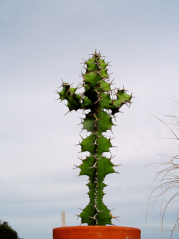 Euphorbia grandicornis 