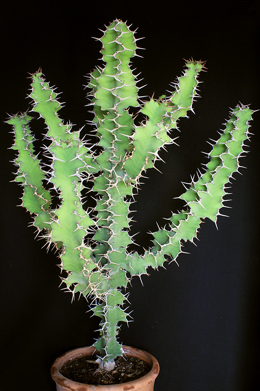 Euphorbia grandicornis 