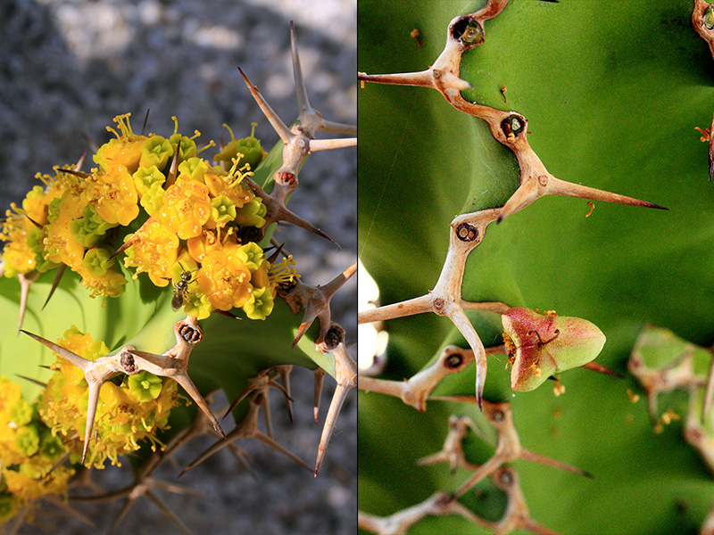 Euphorbia grandicornis 