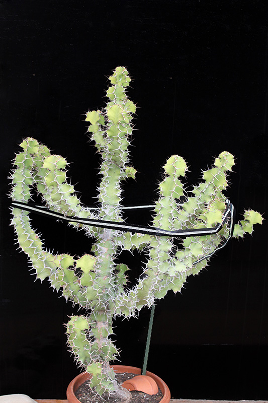 Euphorbia grandicornis 