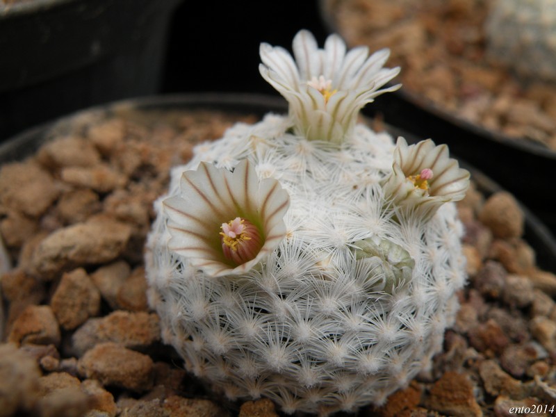 Mammillaria lasiacantha ssp. egregia SB 30