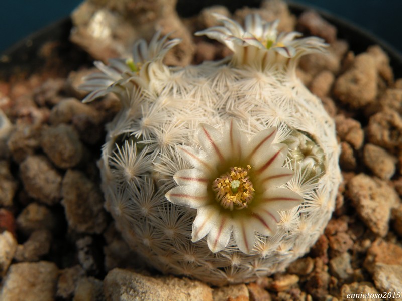 Mammillaria egregia SB 30