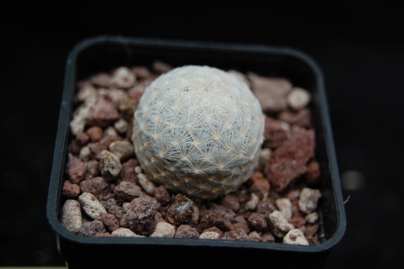 Mammillaria lasiacantha ssp. egregia 