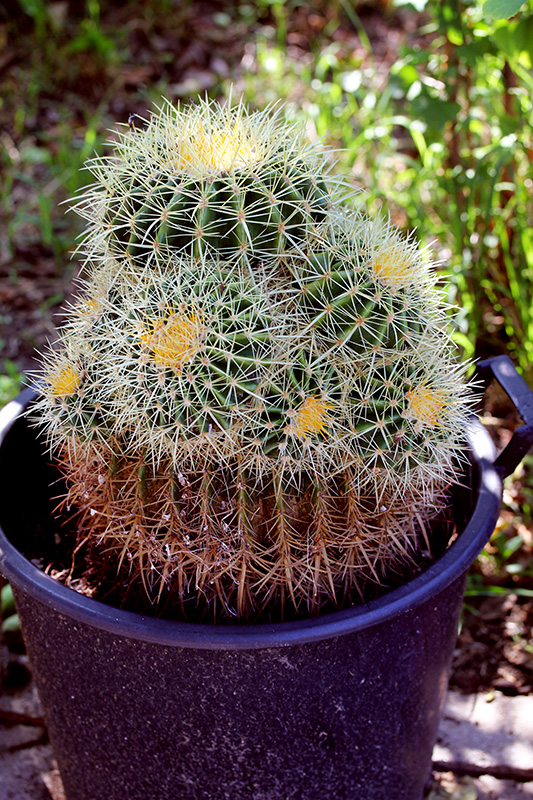 Echinocactus grusonii 