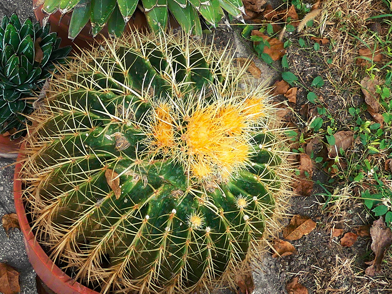 Echinocactus grusonii 