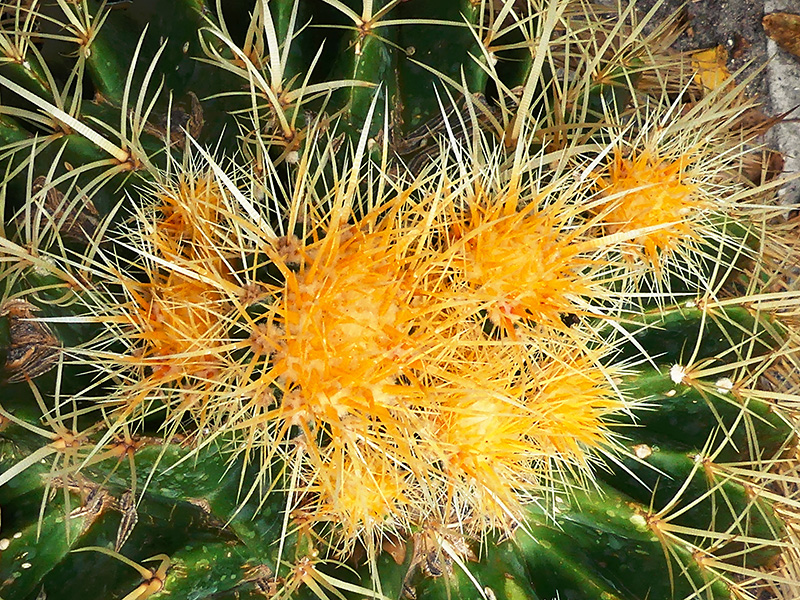 Echinocactus grusonii 