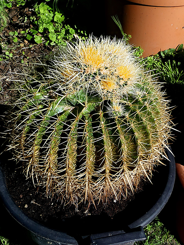 Echinocactus grusonii 