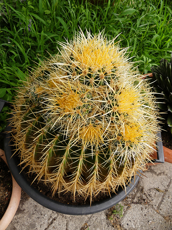 Echinocactus grusonii 