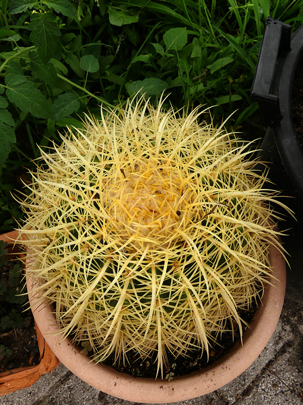 Echinocactus grusonii 