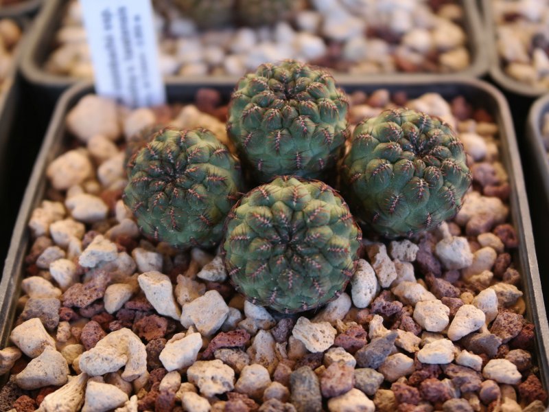 Sulcorebutia steinbachii ssp. verticillacantha v. taratensis EH7160/21