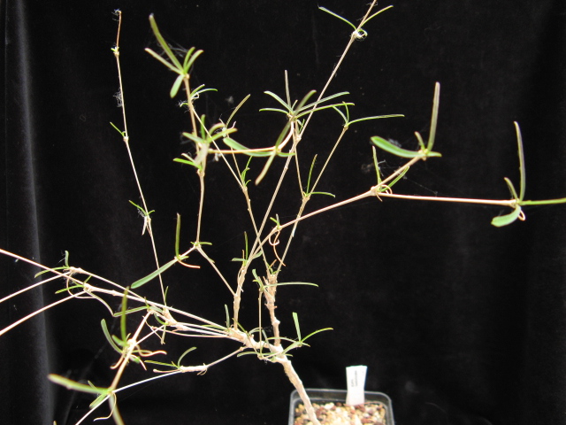 Euphorbia hedyotoides 