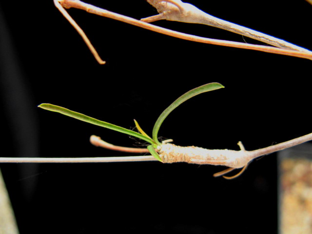 Euphorbia hedyotoides 